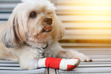 front leg wrapped by bandage